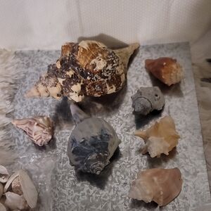 Shell Bundle Atlantic